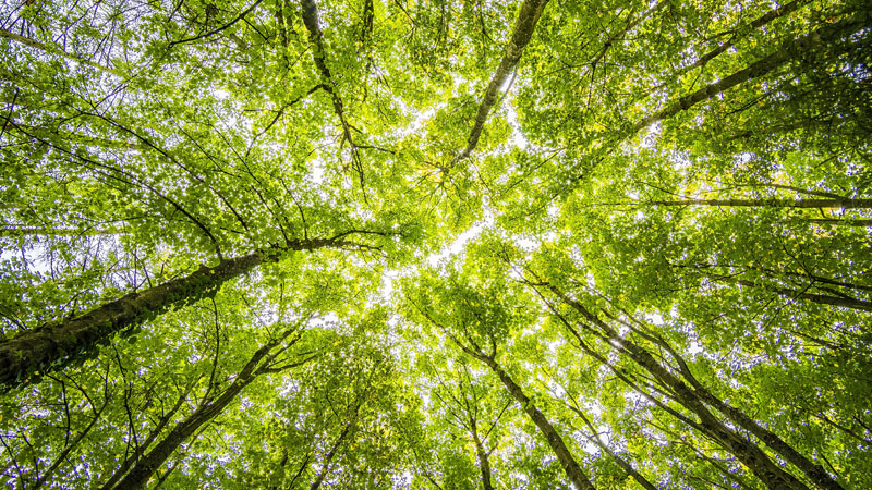 名家演奏的葫芦丝名曲大全
