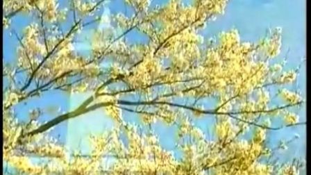 葫芦丝名曲100首部分带简谱