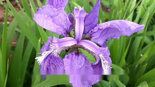 最新笛子独奏曲50首