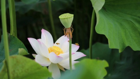 太极拳音乐加长版经典纯音乐