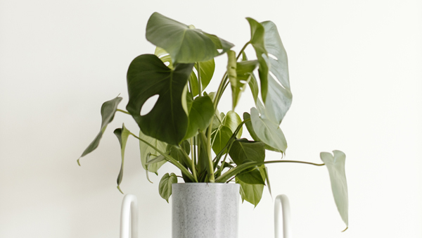 唢呐独奏曲大全100首