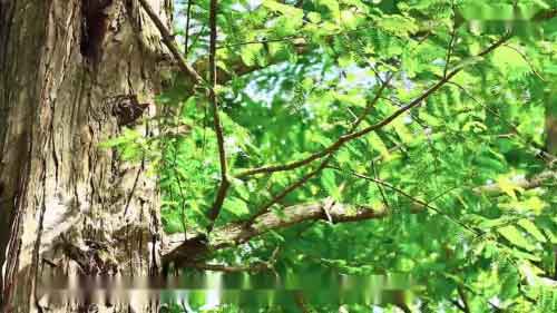 笛子演奏曲笛子独奏100首