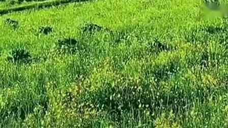 数码口琴演奏视频教学大全