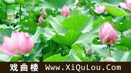 经典口琴曲50首