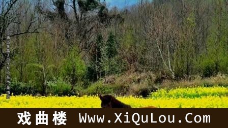 好听的笛子曲笛子版歌曲