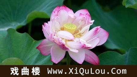 佛教音乐歌曲100首循环